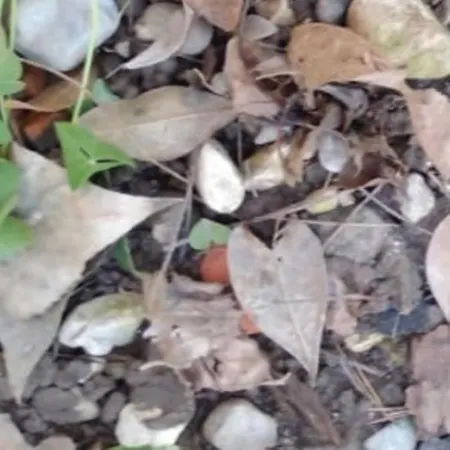 Indipendente Shabby House Buia